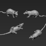 Rat 10 - Standing - Low - Head Right