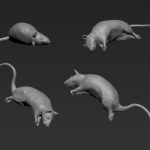 Rat 8 - Dead - Side